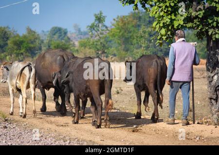 Berger avec son troupeau de buffles d'eau (Bubalus bubalis). Banque D'Images