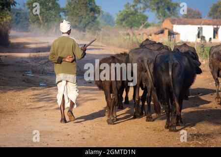 Berger avec son troupeau de buffles d'eau (Bubalus bubalis). Banque D'Images