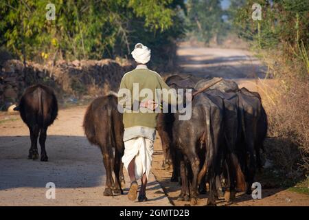 Berger avec son troupeau de buffles d'eau (Bubalus bubalis). Banque D'Images