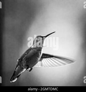 Colibri noir et blanc en vol magnifiquement éclairé. Banque D'Images