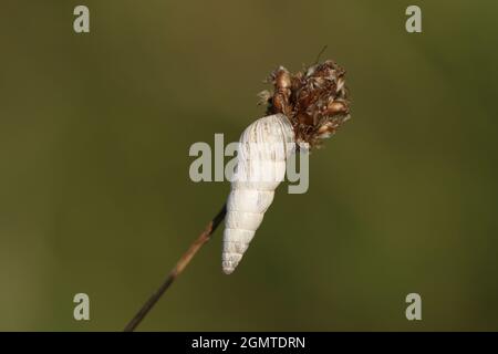 Un escargot pointu, Cochlicella acuta, reposant sur une plante dans un pré. Banque D'Images