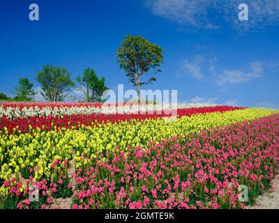 Large Flower Field Banque D'Images