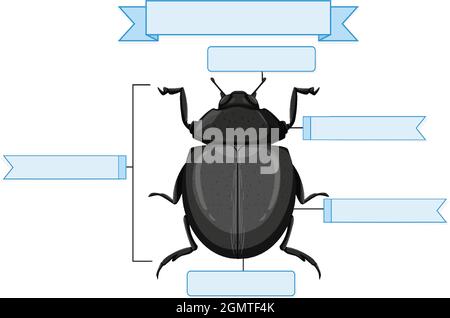 Illustration de l'anatomie externe d'une feuille de travail de scarabée Illustration de Vecteur
