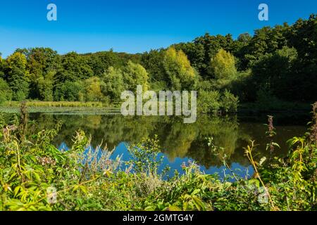 Allemagne, Wuelfrath, Wuelfrath-Aprath, Bergisches Land, Niederbergisches Land, Niederberg, Rhénanie-du-Nord-Westphalie, NRW, étang à l'Aprath Mill dans la réserve naturelle Aprath Muehlenteich, lac, paysage, forêt, arbres Banque D'Images