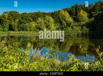 Allemagne, Wuelfrath, Wuelfrath-Aprath, Bergisches Land, Niederbergisches Land, Niederberg, Rhénanie-du-Nord-Westphalie, NRW, étang à l'Aprath Mill dans la réserve naturelle Aprath Muehlenteich, lac, paysage, forêt, arbres Banque D'Images
