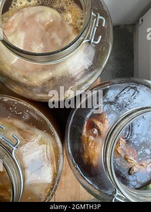 Suraliment de kombucha non alcogolique ou alcoolique, fermenté et cru. Thé glacé avec probiotique naturel sain dans de grands pots en verre, fermentant Banque D'Images