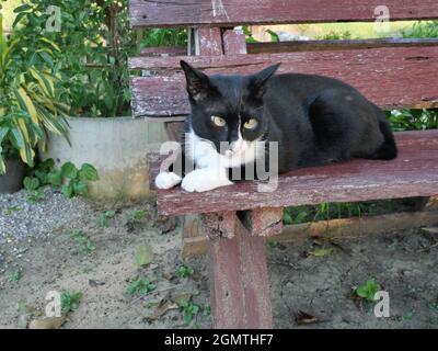 Chat noir et de couleur plus blanche, cerché sur banc en bois rouge avec fond vert naturel, yeux jaunes du chaton Banque D'Images