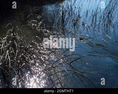 Abingdon, Angleterre - 20 mai 2020 une image abstraite des roseaux d'eau et des réflexions dans Abbey Stream, un petit mais beau affluent de la Tamise par AB Banque D'Images