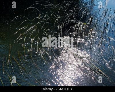 Abingdon, Angleterre - 20 mai 2020 une image abstraite des roseaux d'eau et des réflexions dans Abbey Stream, un petit mais beau affluent de la Tamise par AB Banque D'Images