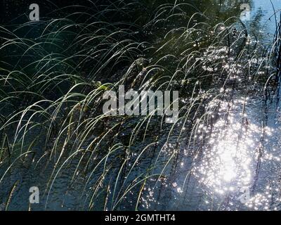 Abingdon, Angleterre - 20 mai 2020 une image abstraite des roseaux d'eau et des réflexions dans Abbey Stream, un petit mais beau affluent de la Tamise par AB Banque D'Images