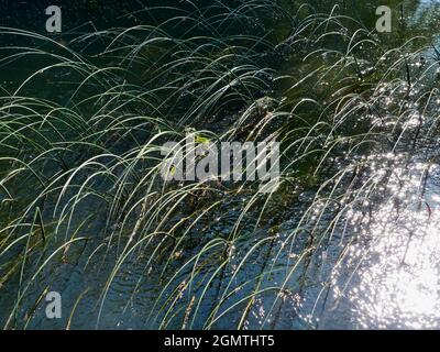 Abingdon, Angleterre - 20 mai 2020 une image abstraite des roseaux d'eau et des réflexions dans Abbey Stream, un petit mais beau affluent de la Tamise par AB Banque D'Images