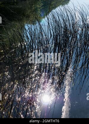 Abingdon, Angleterre - 20 mai 2020 une image abstraite des roseaux d'eau et des réflexions dans Abbey Stream, un petit mais beau affluent de la Tamise par AB Banque D'Images