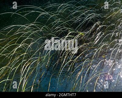 Abingdon, Angleterre - 20 mai 2020 une image abstraite des roseaux d'eau et des réflexions dans Abbey Stream, un petit mais beau affluent de la Tamise par AB Banque D'Images