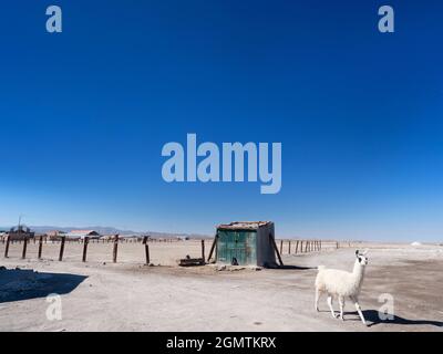 Salar de Uyuni, Bolivie - 23 mai 2018 les cuves de sel d'Uyuni de Bolivie sont l'une des grandes merveilles naturelles de la planète. Couvrant plus de 10,000 carrés Banque D'Images