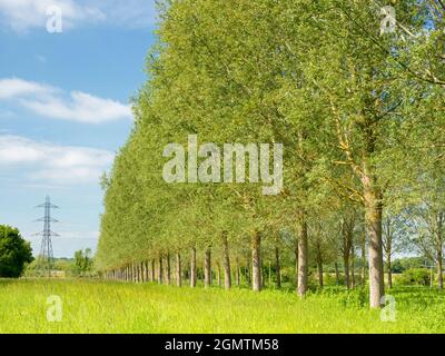 Radley Village, Oxfordshire, Angleterre - 19 mai 2020 ; personne en vue. C'est un de mes arbres préférés, n'importe où. Et il se trouve qu'il est en M. Banque D'Images