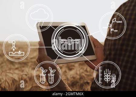 Agriculteur debout avec une tablette numérique dans un champ de blé utilisant les technologies modernes dans l'agriculture Banque D'Images