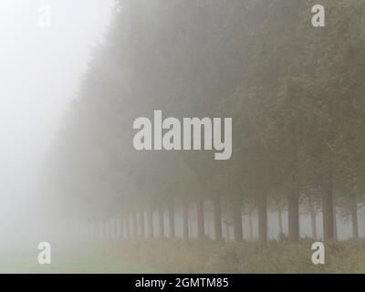 Radley Village, Oxfordshire, Angleterre - 14 septembre 2020 ; Une de mes rangées d'arbres préférées, n'importe où. Et il se trouve que c'est dans mon village d'origine de Banque D'Images