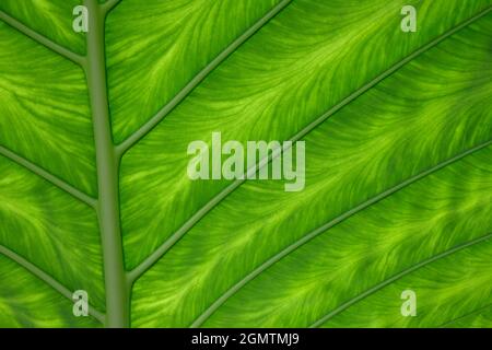 Londres, Angleterre - 2009; la beauté de la nature sous une forme pure et abstraite - une feuille de banane rétro-éclairée vue dans les jardins botaniques royaux de Kew. Inutile du dire Banque D'Images