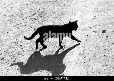 Lac Inle, Myanmar - 2 février 2013. Eh bien, nous savons tous ce qu'ils disent au sujet des chats noirs traversant votre chemin. Ce proverbe ne s'applique peut-être pas au Myanmar Banque D'Images