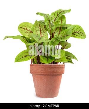 Sorrel à veiné rouge dans un vase isolé sur fond blanc Banque D'Images