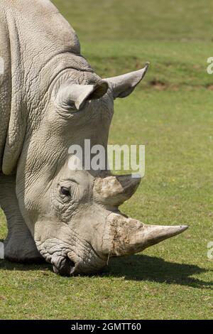 Burford, Oxfordshire, Royaume-Uni - juillet 2011; les rhinocéros blancs du sud (Ceratotherium simum) sont continuellement menacés par les braconniers dans leur Afrique du Sud natale Banque D'Images