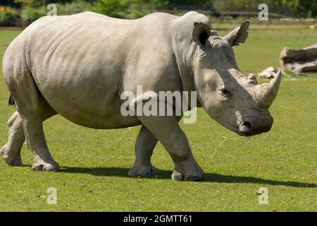 Burford, Oxfordshire, Royaume-Uni - juillet 2011; les rhinocéros blancs du sud (Ceratotherium simum) sont continuellement menacés par les braconniers dans leur Afrique du Sud natale Banque D'Images