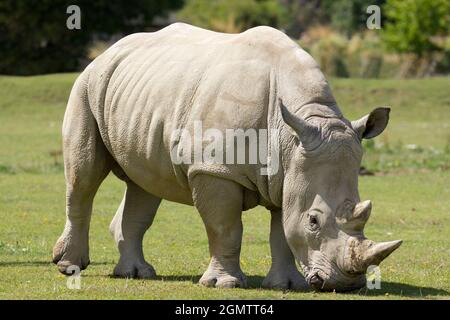 Burford, Oxfordshire, Royaume-Uni - juillet 2011; les rhinocéros blancs du sud (Ceratotherium simum) sont continuellement menacés par les braconniers dans leur Afrique du Sud natale Banque D'Images