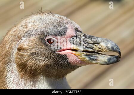 Burford, Oxfordshire, Royaume-Uni - juillet 2011 ; Un jeune manchot Humboldt se faisant bronzer au bord de la piscine dans un parc animalier des Cotswolds. Spheniscus humboldti est l'antive t Banque D'Images