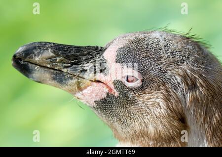 Burford, Oxfordshire, Royaume-Uni - juillet 2011 ; Un jeune manchot Humboldt se faisant bronzer au bord de la piscine dans un parc animalier des Cotswolds. Spheniscus humboldti est l'antive t Banque D'Images