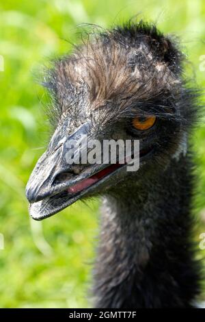 Burford, Oxfordshire, Royaume-Uni - juillet 2011; l'émeu (Dromaius novaehollandiae) est le deuxième plus grand oiseau vivant en hauteur, après son parent, l'autruche Banque D'Images