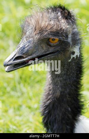 Burford, Oxfordshire, Royaume-Uni - juillet 2011; l'émeu (Dromaius novaehollandiae) est le deuxième plus grand oiseau vivant en hauteur, après son parent, l'autruche Banque D'Images