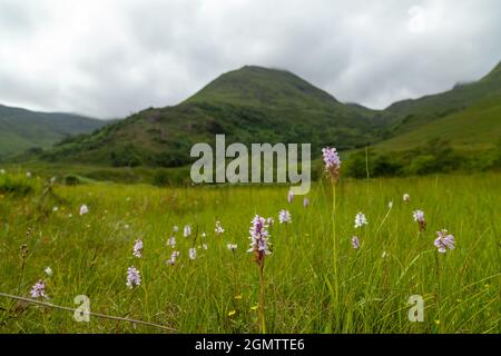 Orchidées sauvages en pleine croissance dans les Highlands d'Écosse Banque D'Images