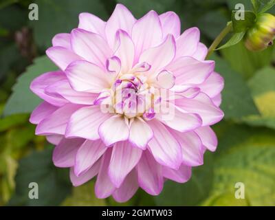 Radley, Oxfordshire, Angleterre - 9 juillet 2019 Dahlias a présenté un beau spectacle dans notre jardin, à Radley Village Oxfordshire, fin août. Dahlias sont un Banque D'Images