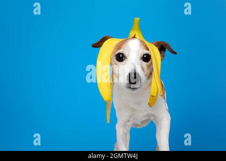 Funny Jack Russell Terrier chien avec peau de banane sur la tête à la caméra à sur un fond bleu Banque D'Images