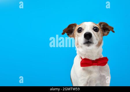 Animal avec noeud papillon rouge regardant vers le haut. Portrait race de Jack Russell Terrier regarde l'objet avec intérêt drôle sur l'arrière-plan bleu de l'appareil photo. Prendre soin des animaux de compagnie Banque D'Images