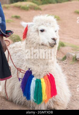 Cuzco, Pérou - 11 mai 2018 l'Amérique du Sud abrite plusieurs types de camélidés; ce sont essentiellement des chameaux - des parents qui n'ont pas été conçus par committe Banque D'Images