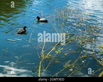 Radley Village, Oxfordshire, Angleterre - 11 juillet 2020 ; personne en vue. Ici, nous voyons un coq et un canard nager au-dessus d'un arbre tombé, submergé dans le Thrupp L. Banque D'Images