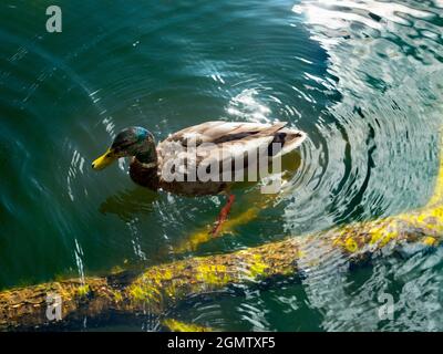 Radley Village, Oxfordshire, Angleterre - 11 juillet 2020 ; personne en vue. Ici, nous voyons un canard solitaire nager au-dessus d'un arbre tombé, submergé dans Thupp L. Banque D'Images