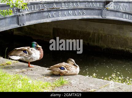 Ce vénérable pont sur la Tamise à Abingdon le relie à la rivière Ock et aux canaux locaux d'Oxford et des Midlands. Cette région sur la Tamise, kno Banque D'Images