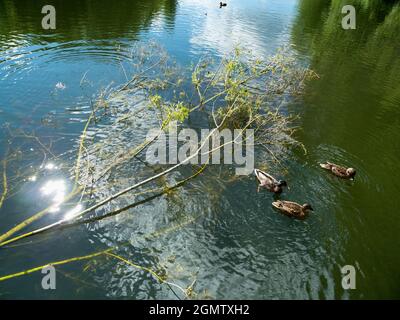 Radley Village, Oxfordshire, Angleterre - 11 juillet 2020 ; personne en vue. Ici, nous voyons des canards nager au-dessus d'un arbre tombé, submergé dans le lac Thupp. Ceci Banque D'Images