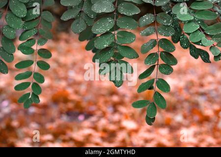 Acacia verte avec gouttes de pluie sur fond rouge jaune peu profond de couleur Banque D'Images