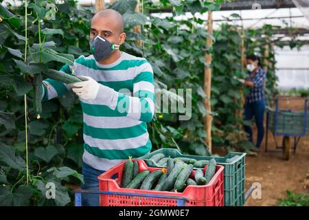 Agriculteur latino-américain en masque médical travaillant en serre, récoltant des concombres biologiques. Précautions forcées pendant une pandémie de coronavirus Banque D'Images