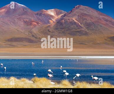 Potosi , Bolivie - 24 mai 2018 Laguna CA–apa est un joli sel élevé dans l'altiplano du Sud-Ouest de la Bolivie. Il est beaucoup fréquenté par le flamant rose Banque D'Images