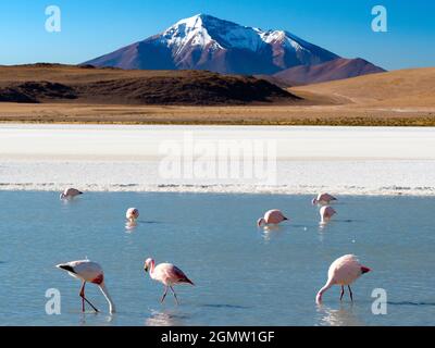 Potosi , Bolivie - 24 mai 2018 Laguna Hediona est un joli lac salé haut (4100m) dans l'altiplano du Sud-Ouest de la Bolivie. Malheureusement, son nom Banque D'Images