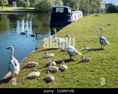 Abingdon, Angleterre - 20 mai 2020; pas de personnes en vue. Abingdon-on-Thames est la plus ancienne ville d'Angleterre. Ici, nous voyons la vue de la Tamise Banque D'Images