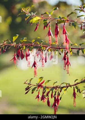 La Tamise à Abingdon, Oxfordshire, Angleterre - 5 septembre 2020 ; personne en vue. Ces ballerines dansantes rouges et violettes - hybride Fuchsias met dessus Banque D'Images