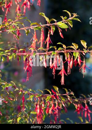 La Tamise à Abingdon, Oxfordshire, Angleterre - 5 septembre 2020 ; personne en vue. Ces ballerines dansantes rouges et violettes - hybride Fuchsias met dessus Banque D'Images