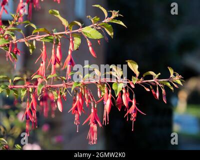 La Tamise à Abingdon, Oxfordshire, Angleterre - 5 septembre 2020 ; personne en vue. Ces ballerines dansantes rouges et violettes - hybride Fuchsias met dessus Banque D'Images