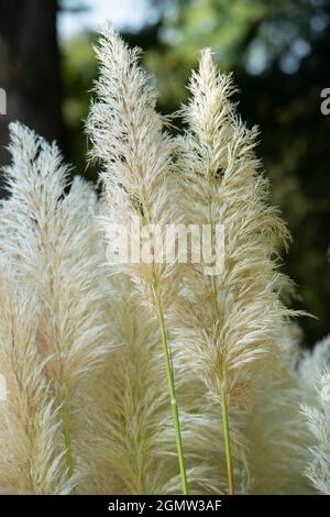 Italie, Lombardie, Pampas Grass, Cortaderia Selloana, originaire de l'Amérique du Sud Banque D'Images