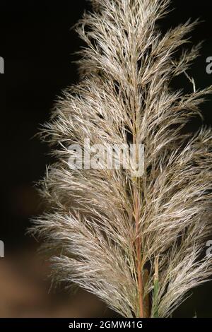 Italie, Lombardie, Pampas Grass, Cortaderia Selloana, originaire de l'Amérique du Sud Banque D'Images